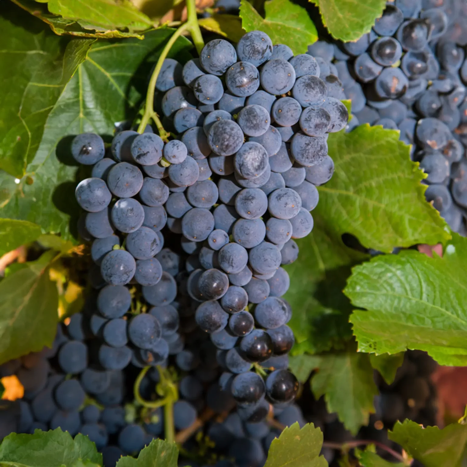 Close-up of a cluster of ripe Piedirosso grapes, surrounded by lush green leaves.
